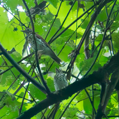 Concert of Thrushes
