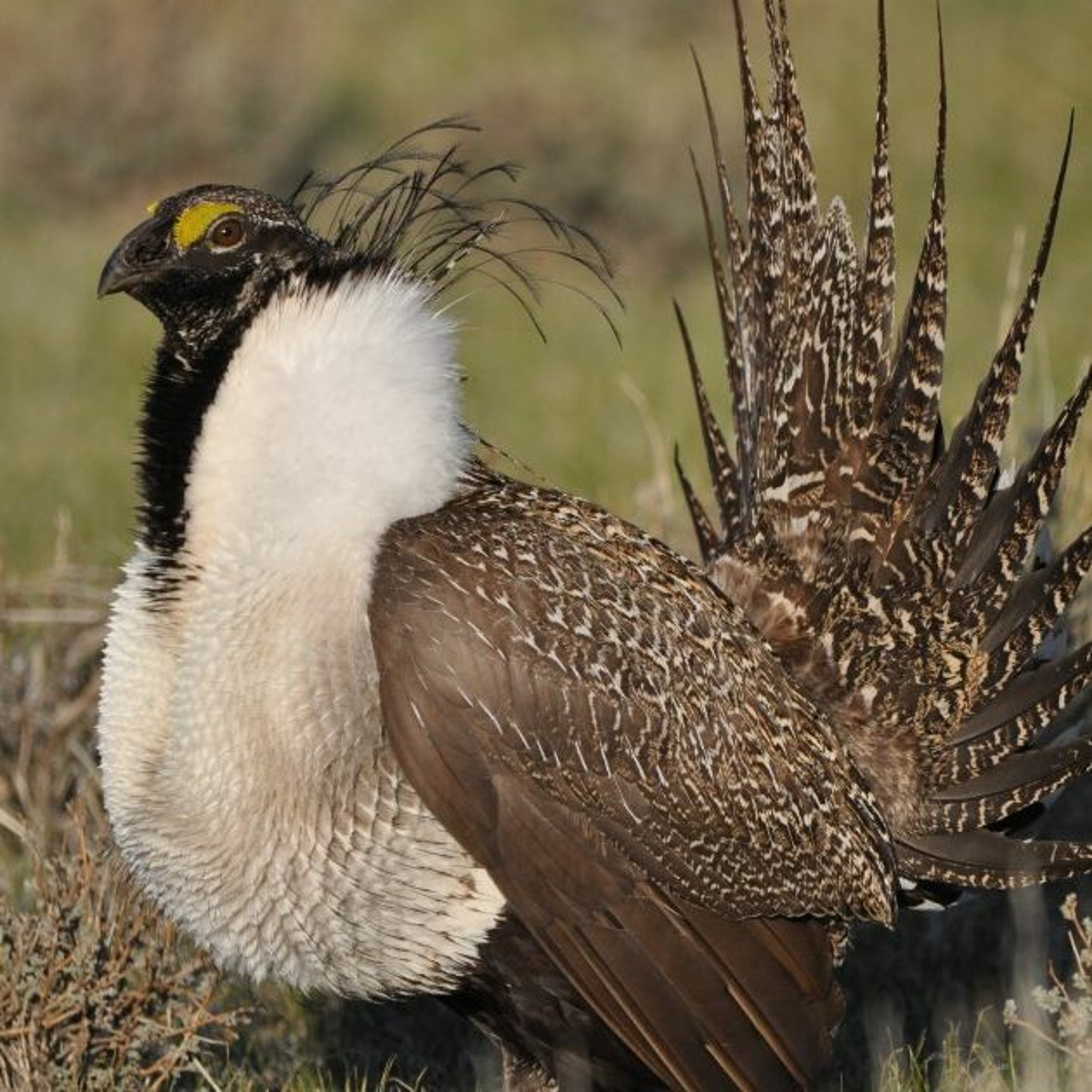 News Brief March 2 | Rafter J Residents Oppose Housing Development, Bill to Continue Grouse Farming episode artwork