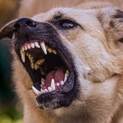 Fear And Trembling
