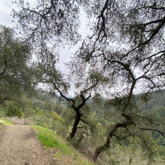 Dissolve - Absofacto