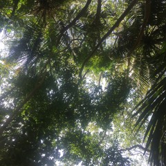 Rio Buritaca w/ Howler Monkeys (Atlantic Coast)03_03_2020