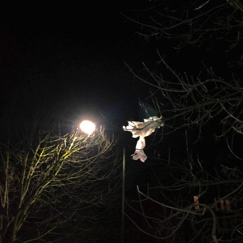 Bambus - 24h