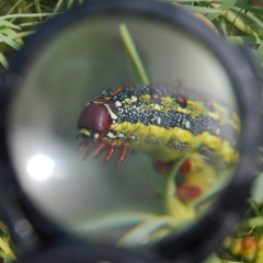 Snailien