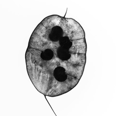 Parasite