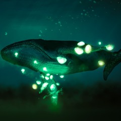 Sleep The Blue