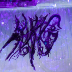 HKG @ The Rabbit Hole