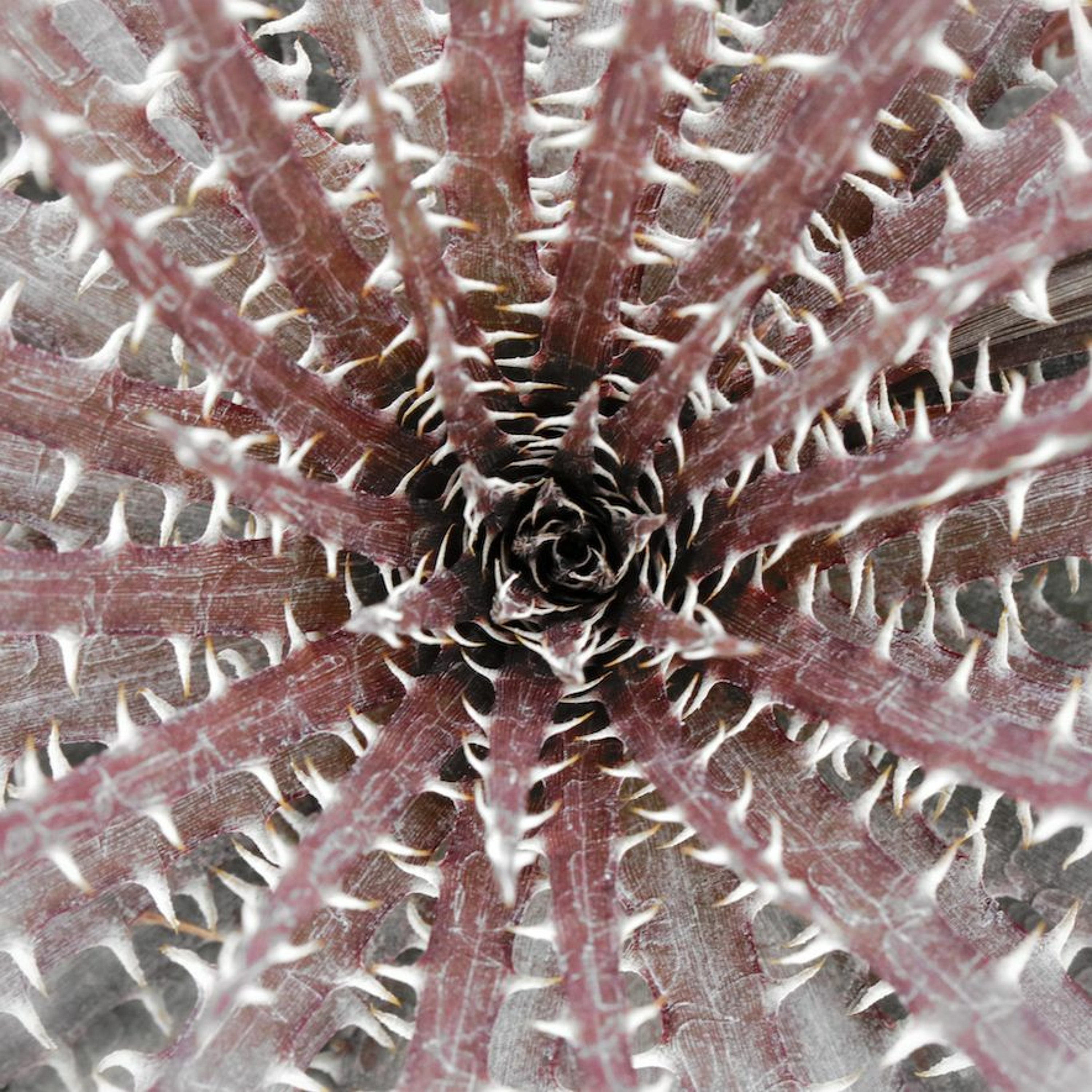 Odiolab podcasts