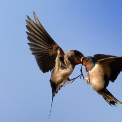 WieEinBird p michaelwarren