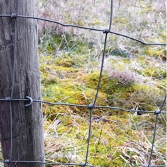 Wire Fence, Rabbit Heugh