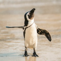 Penguin in sudden Danger