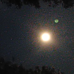 Argue Short Freestyle