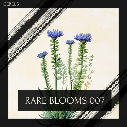 Cereus - Rare Blooms 007