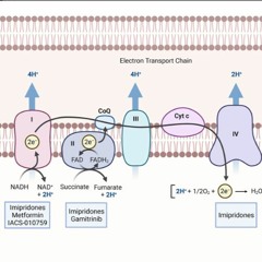 Targeting Cellular Respiration as a Therapeutic Strategy in Glioblastoma