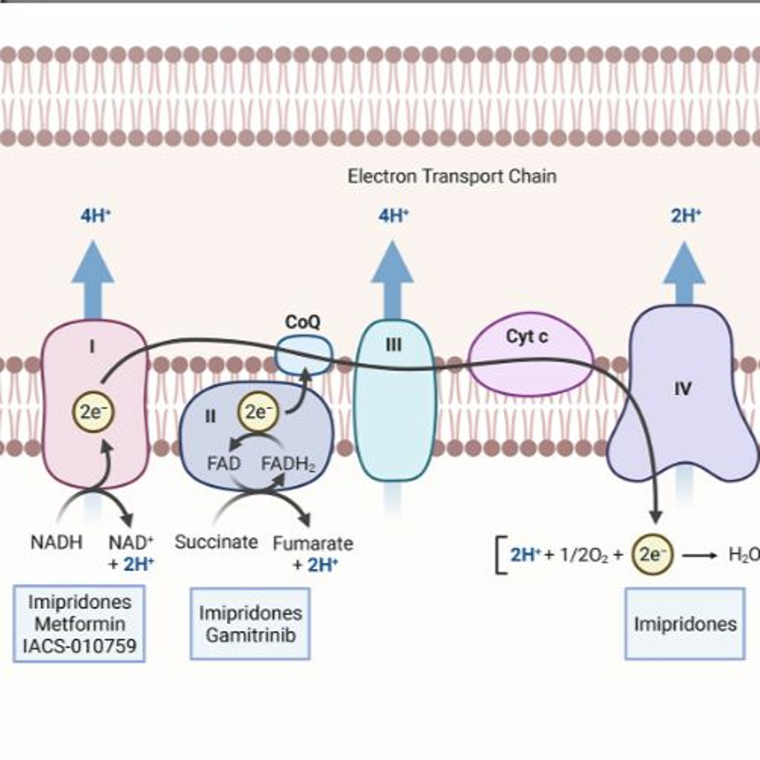 Oncotarget