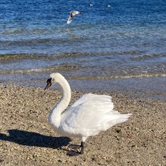 Songs from the British Isles