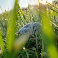 Mushroom platform threee