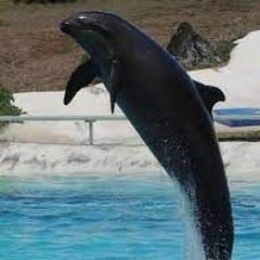 black dolphin