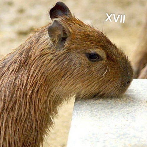королевский XVII - капибара