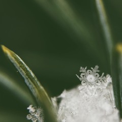 Green Is The Grass