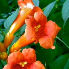 Sonata Movement for Trumpet and Orchestra