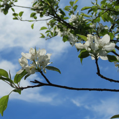 Gold Soul Leo - Apple Blossoms