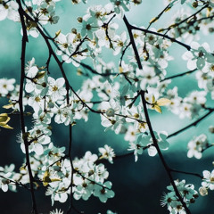 不香花 Unscented flower.wav