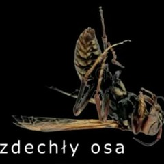 Zdechły Osa - Jebac zdechlego ose freestyle