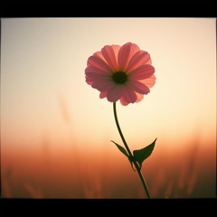 corazon_que_solo_sabe_amar