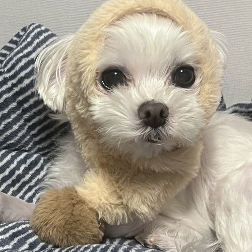 한음 별자리 250306 insta