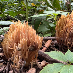 Heaven's Frequency - MWN ft FK