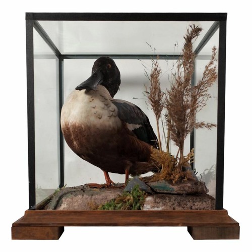 One Duck In A Row [Taxidermy Mix]