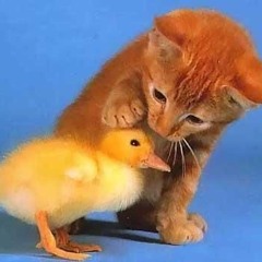 "cliche" x "hard to explain" mashup (@altheaaguelmusic on insta)