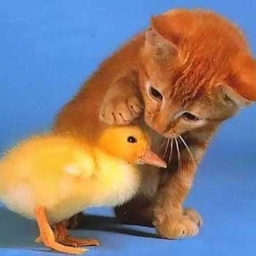 "cliche" x "hard to explain" mashup (@altheaaguelmusic on insta)