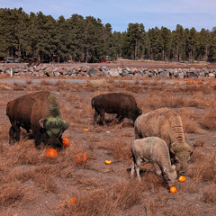 Bison and Pronghorn