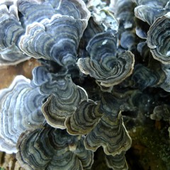 E LEC TION CAM PAIGN JA PAN