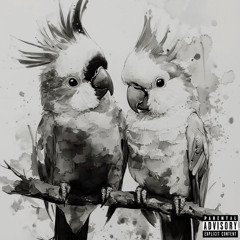 Parrots