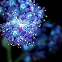 flowers that glow in the dark (i hear you now)