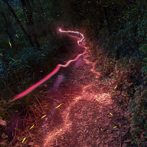 FIREFLIES (prod. augury)