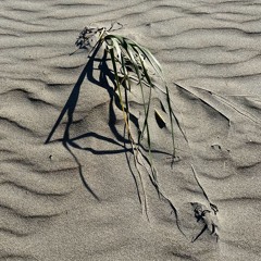 The Moth And The Worm