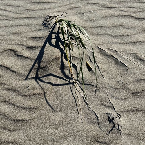 The Moth And The Worm