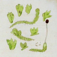 HK_Fantaisies_tracks_298