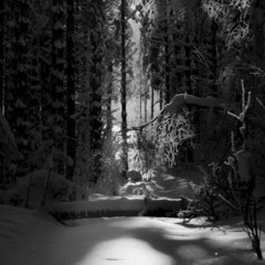 رثاء أبوسعودالشاجري