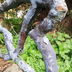 In My Head - featuring Julie Roelsgaard