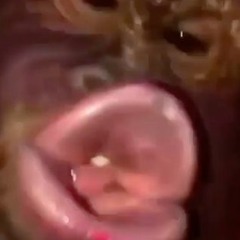 Funny Monkey