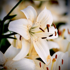 I'm just a little flower...so please don’t bother me