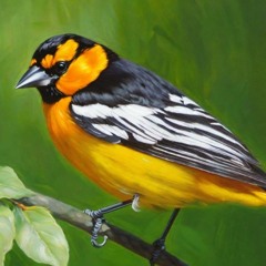 Harmony Attunement with Oriole by Richard Rudd