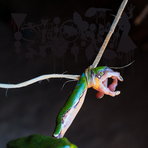 Dark Side Of The Rainforest