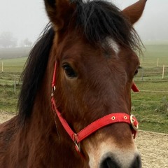 Crazy Pony Boogie Woogie