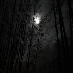 Night Runnig In Forest