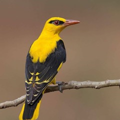 غن - ديفيد جاد